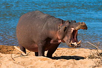 Hippopotamus (Hippopotamus amphibius) yawning, Kruger National Park, Mpumalanga, South Africa