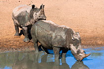 White rhinoceros (Ceratotherium simum) at waterhole, Mkhuze Game Reserve, KwaZulu Natal South Africa
