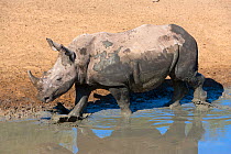 White rhinoceros (Ceratotherium simum) at waterhole, Mkhuze Game Reserve, KwaZulu Natal South Africa