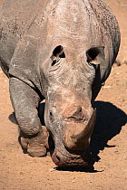 White rhinoceros (Ceratotherium simum), Mkhuze Game Reserve, KwaZulu Natal South Africa