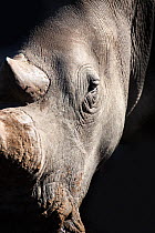 White rhinoceros (Ceratotherium simum), Mkhuze Game Reserve, Kwazulu Natal, South Africa