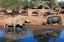 White rhinoceros (Ceratotherium simum) four at waterhole with Wildebeest behind (Connochaetes taurinus) Mkhuze Game Reserve, Kwazulu Natal, South Africa