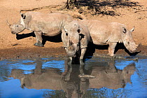 White rhinoceros (Ceratotherium simum) three at waterhole, Mkhuze Game Reserve, Kwazulu Natal, South Africa