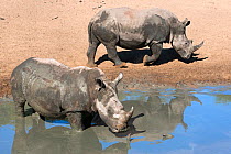 White rhinoceros (Ceratotherium simum) two at waterhole, Mkhuze Game Reserve, Kwazulu Natal, South Africa