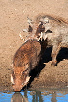 Warthog (Phacochoerus aethiopicus), boar urine testing sow, Mkhuze Game Reserve, South Africa