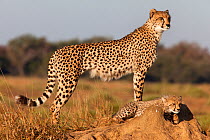 Cheetah (Acinonyx jubatus) with cub, Phinda Private Game Reserve, Kwazulu Natal, South Africa