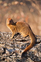 Slender mongoose (Galerella sanguinea), Kruger National Park, South Africa