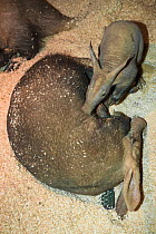 Aardvark (Orycteropus afer), six week old juvenile suckling, Colchester Zoo, Essex, UK, May 2012, captive