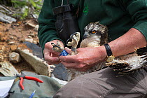 Osprey (Pandion haliaetus) chick being ringed by Forestry Commission ornithologist, Kielder Forest, Northumberland, UK, July 2012