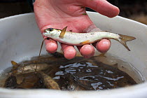 Atlantic salmon (Salmo salar) smolt for release into the North Tyne, Kielder, Northumberland, UK, April 2012