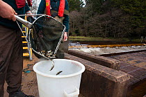 Atlantic salmon (Salmo salar) people collecting smolts from smolt trap on Kielder burn, Northumberland, UK, April 2012