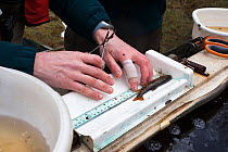 Atlantic salmon (Salmo salar) people measuring smolt collected from smolt trap on Kielder burn, Northumberland, UK, April 2012