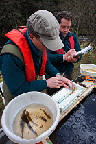 Atlantic salmon (Salmo salar) David Kirkland, left, and Richard Bond of the Kielder Salmon Centre recording data of smolts collected from the smolt trap on Kielder burn, Northumberland, UK, April 2012