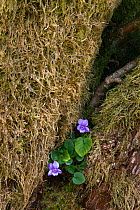 Common violet (Viola riviniana) growing at the base of a tree, Northumberland, UK, April