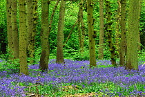 Bluebells (Hyacinthoides non-scripta) in flower, Hagbourne Copse Nature Reserve, Swindon, Wiltshire, England, UK, May 2010.