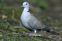 Adult Collared dove (Streptopelia decaocto), Dorset, UK, March
