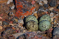 Semipalmated plover (Charadrius semipalmatus) eggs and nest, Grise Fiord, Ellesmere Island, Nunavut, Canadian Arctic, June