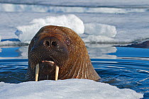 Walrus (Odobenus rosmarus) at surface, Grise Fiord, Ellesmere Island, Nunavut, Canadian Arctic, June