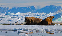 Two Walrus (Odobenus rosmarus) hauled out on pack ice along the floe edge, Grise Fiord, Ellesmere Island, Nunavut, Canadian Arctic, June