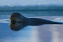 Bearded Seal (Erignathus barbatus), Grise Fiord, Ellesmere Island, Nunavut, Canadian Arctic