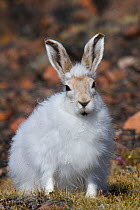 Arctic hare (Lepus arcticus) Grise Fiord, Ellesmere Island, Nunavut, Canada, March