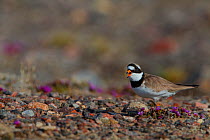 Semipalmated plover (Charadrius semipalmatus) calling to lead predators away from nest, Grise Fiord, Ellesmere Island, Nunavut, Canadian Arctic, March
