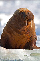 Walrus (Odobenus rosmarus) on pack ice, Grise Fiord, Ellesmere Island, Nunavut, Canadian Arctic, March