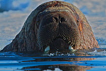 Walrus (Odobenus rosmarus) at surface, Grise Fiord, Ellesmere Island, Nunavut, Canadian Arctic, March