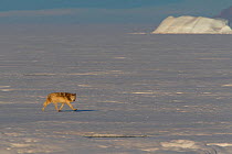 Male Arctic grey wolf (Canis lupus arctos) on sea ice, Grise Fiord, Ellesmere Island, Nunavut, Canadian Arctic, March