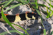 Spotted Harlequin Snake (Aspidelaps / Homoroselaps lacteus) DeHoop Nature reserve. Western Cape, South Africa
