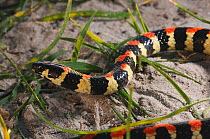 Spotted harlequin Snake (Homoroselaps / Aspidelaps lacteus) deHoop Nat res. Western Cape, South Africa
