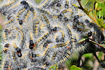 Caterpillars of Pepper tree moth (Bombycomorpha pallida) deHoop Nature reserve. Western Cape, South Africa.