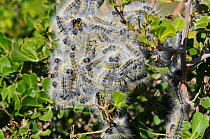 Caterpillars of Pepper tree moth (Bombycomorpha pallida) DeHoop Nature resereve Western Cape, South Africa.