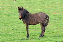 Mountain Zebra Stallion/ horse hybrid. Overberg farmland, Western Cape, South Africa.
