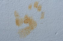 Chacma baboon (Papio ursinus) Handprint on wall of house. deHoop Nature reserve, Western Cape, South Africa.