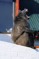 Chacma baboon (Papio ursinus) Male yawning, sitting on wall beside house. Pringle bay, Western Cape, South Africa.July.