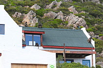 Chacma baboon (Papio hamadrysas ursinus) Males, female and young on roof of house. Pringle Bay, Western Cape, South Africa