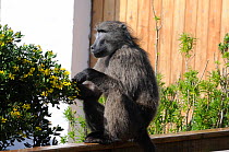 Chacma baboon (Papio hamadryas ursinus) Male relaxing on stoep of house. Pringle bay, Western Cape, South Africa