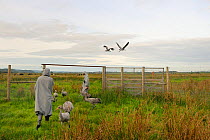 Group of young Common / Eurasian cranes (Grus grus) being guided by two carers wearing crane costumes towards a gateway from their fox-proof enclosure, Somerset Levels, England, UK, September 2012