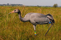 Recently released young Common / Eurasian crane (Grus grus) with identifying colour rings and radio transmitter on its legs, Somerset Levels, England, UK, September 2012