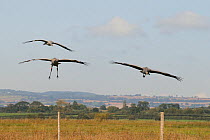 Three young Common / Eurasian cranes (Grus grus) flying back in over the fence of their fox-proof roost and initial release enclosure, Somerset Levels, England, UK, September 2012