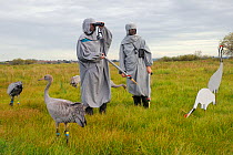 Group of recently released young Common / Eurasian cranes (Grus grus) feeding on grain scattered around adult crane decoys, with two carers wearing crane costumes watching other birds released in flig...