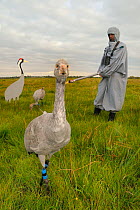 Two recently released young Common / Eurasian cranes (Grus grus), one standing and one feeding on grain scattered near an adult crane model, alongside a carer wearing a crane costume acting as a surro...