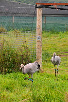 Two young Common / Eurasian cranes (Grus grus) released as part of the Great Crane Project walking out of their netted aviary, Somerset Levels, England, UK, September 2012
