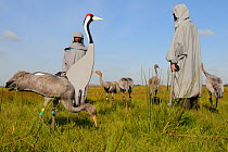Group of recently released young Common / Eurasian cranes (Grus grus) feeding on grain scattered around adult crane models alongside a carer wearing a crane costume acting as a surrogate parent, Somer...