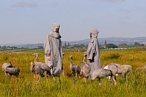 Group of recently released young Common / Eurasian cranes (Grus grus) feeding on grain scattered around an adult crane model alongside two carers in crane costumes acting as surrogate parents, Somerse...