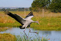 Recently released young Common / Eurasian crane (Grus grus) with identifying colour rings and radio transmitter on its legs returning to a roost pool within a fox-proof initial release enclosure, Some...