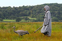 Recently released young Common / Eurasian crane (Grus grus) walking with a carer dressed in a crane costume acting as a surrogate parent, Somerset Levels, England, UK, September 2012.