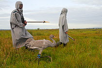 Recently released young Common / Eurasian crane (Grus grus) walking with two carers dressed in crane costumes acting as surrogate parents, Somerset Levels, England, UK, September 2012.