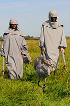 Three recently released young Common / Eurasian crane (Grus grus) walking with two carers dressed in crane costumes acting as surrogate parents, Somerset Levels, England, UK, September 2012